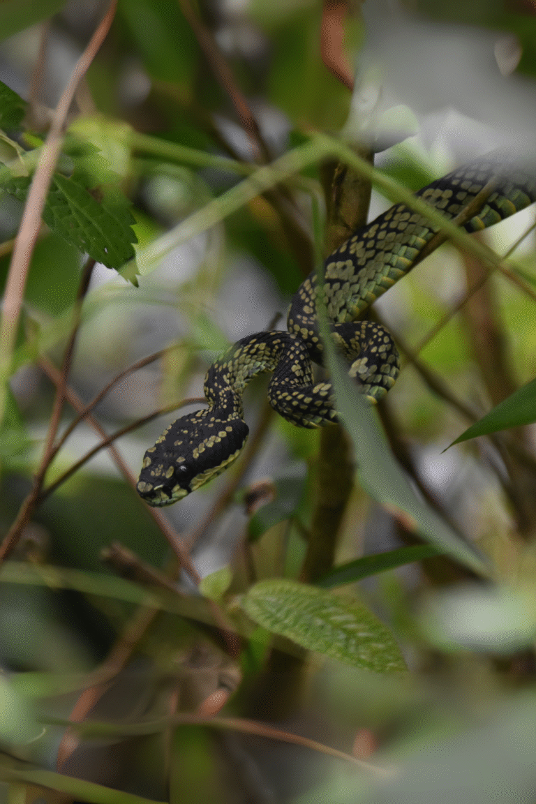 endemic wildlife species spotted in Sinhara