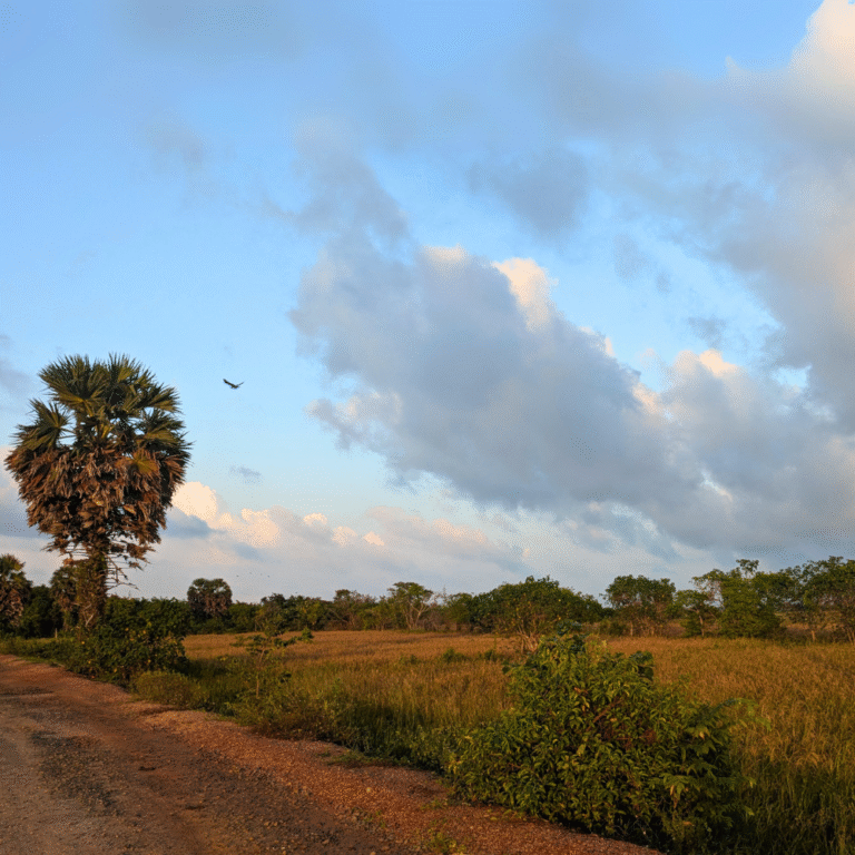 Natural wetland habitat for birds in Sarasalai