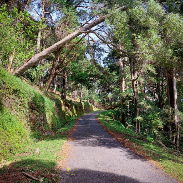 Offbeat mountain road known as Devil’s Staircase Ohiya route