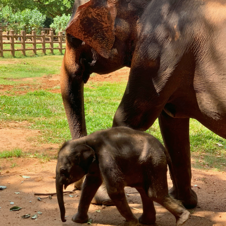 Scenic view of Pinnawala Elephant Orphanage grounds