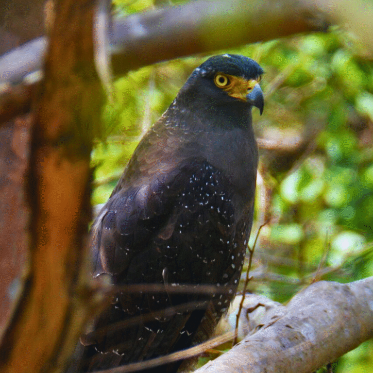 Nature and wildlife photography at Kaudulla National Park
