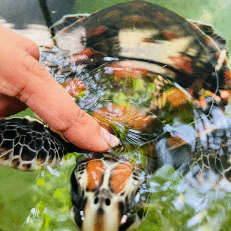 Baby sea turtles at a hatchery in Sri Lanka
