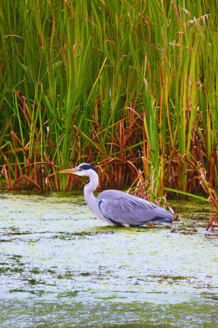 Birdwatching spot in Muthurajawela nature reserve