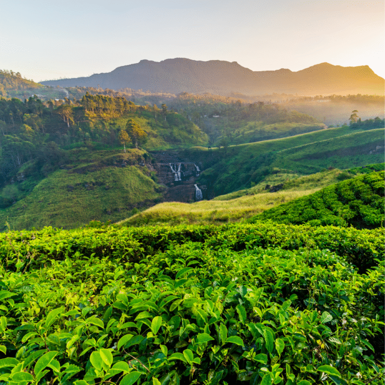 Scenic view of St. Clair waterfall surrounded by tea plantations
