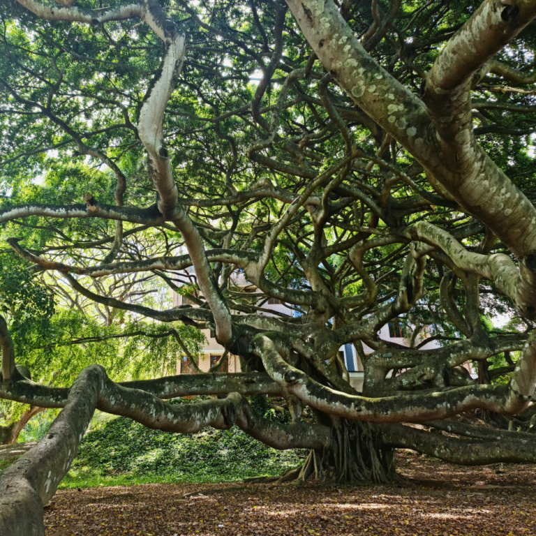 Famous landmark University of Peradeniya in Central Province