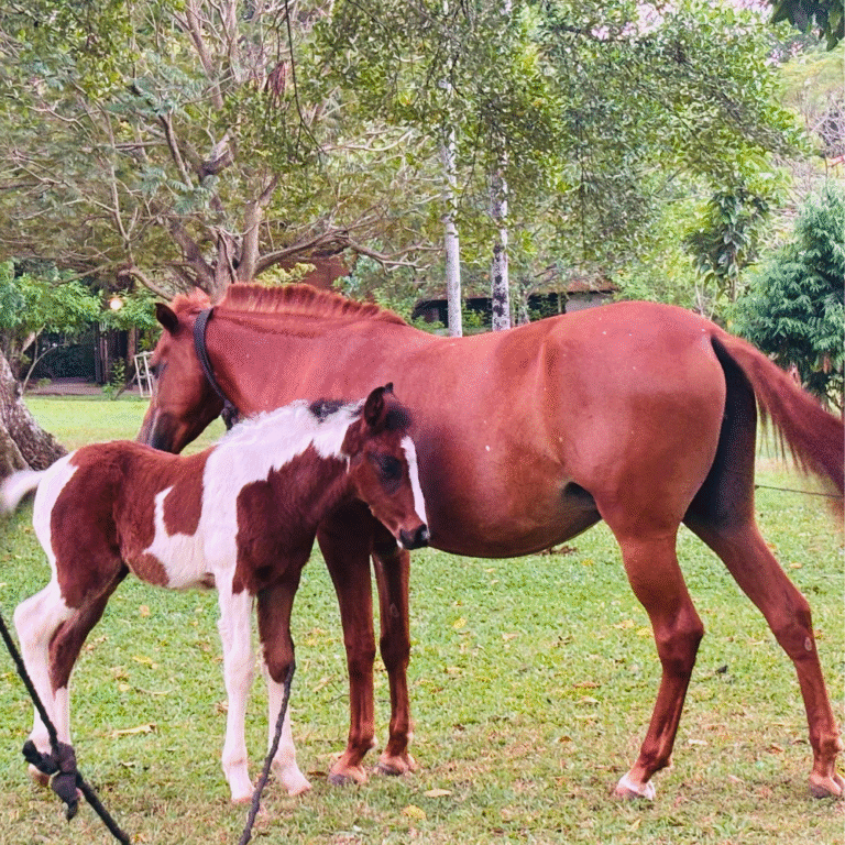 Horse watching opportunities in Viharamahadevi Park