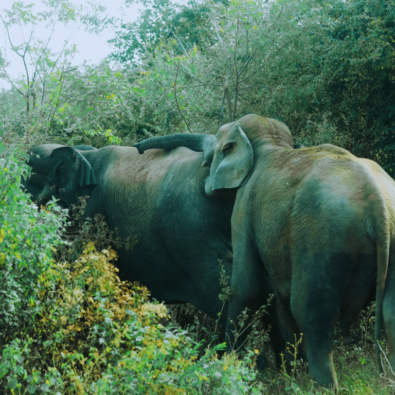 Safari jeep exploring Wasgamuwa National Park wildlife trail