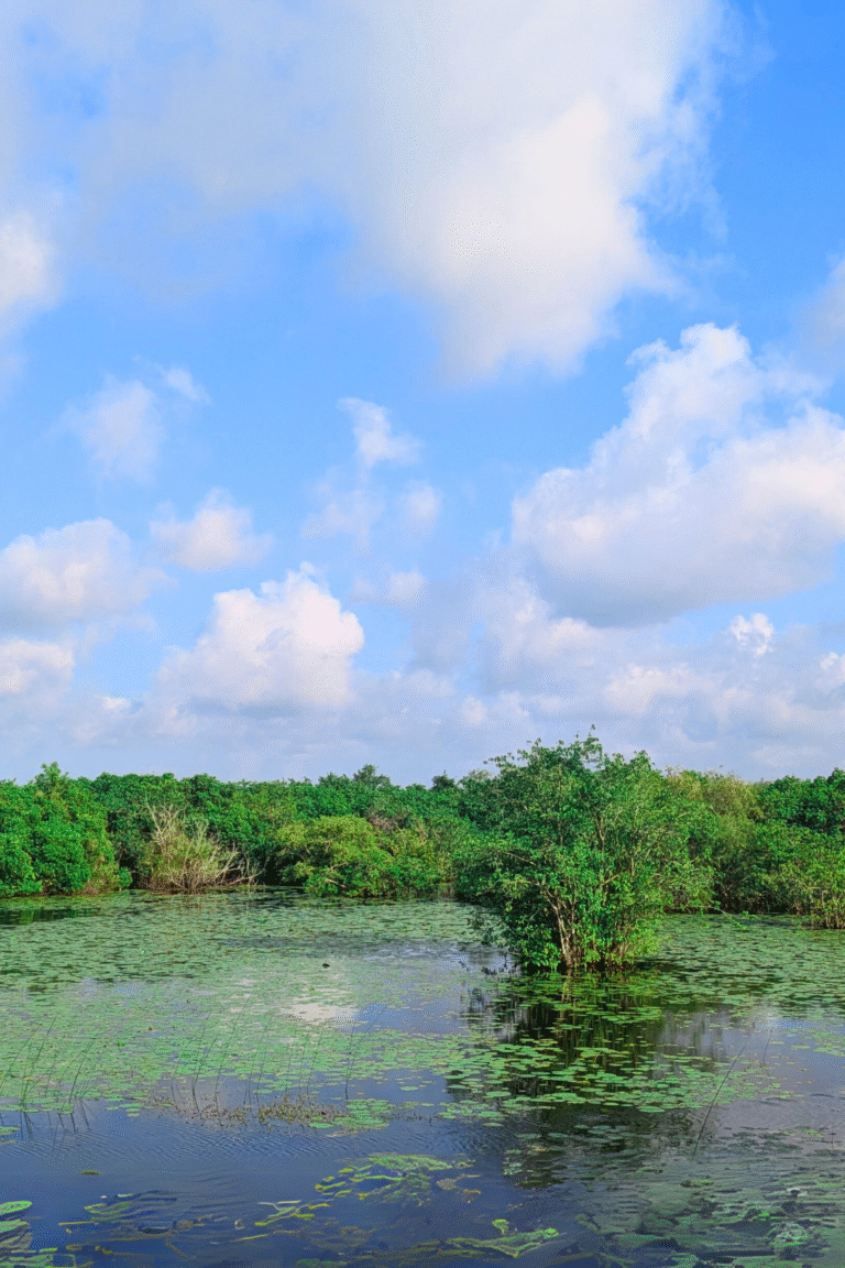 Wildlife experience bird watching in Sarasalai Jaffna