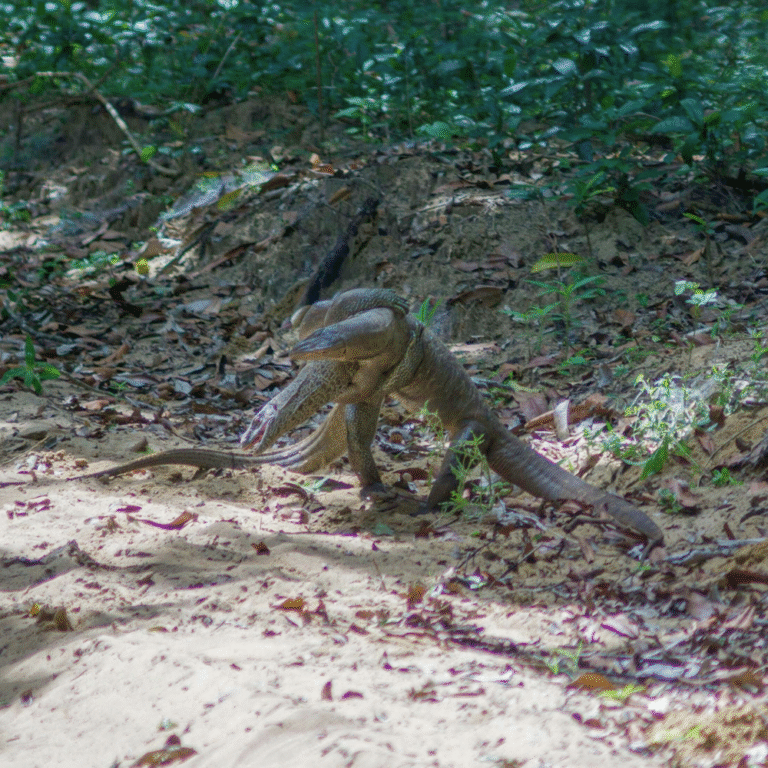 Wildlife photography tour in Wilpattu National Park