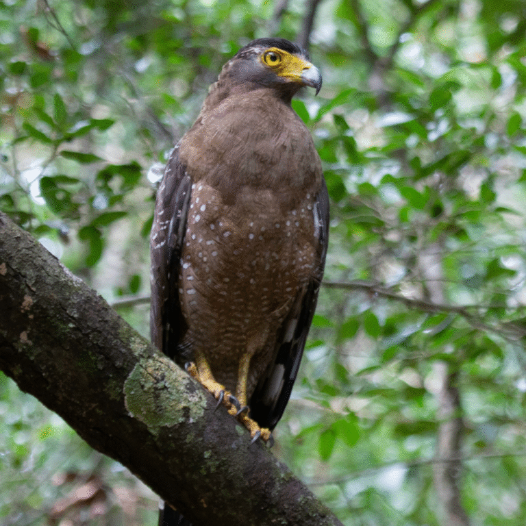 Bird watching in Wilpattu National Park wetlands