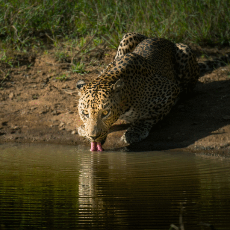 Wilpattu National Park lake surrounded by jungle
