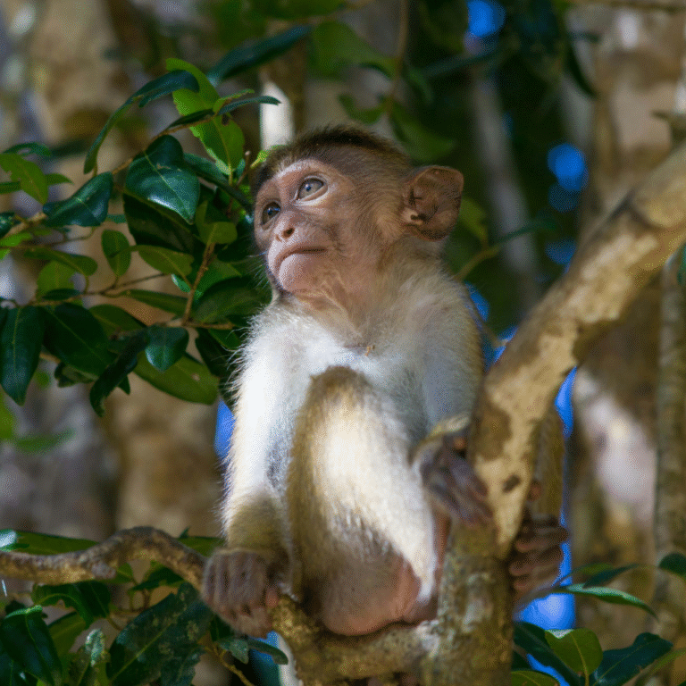 Wildlife photography tour in Wilpattu National Park