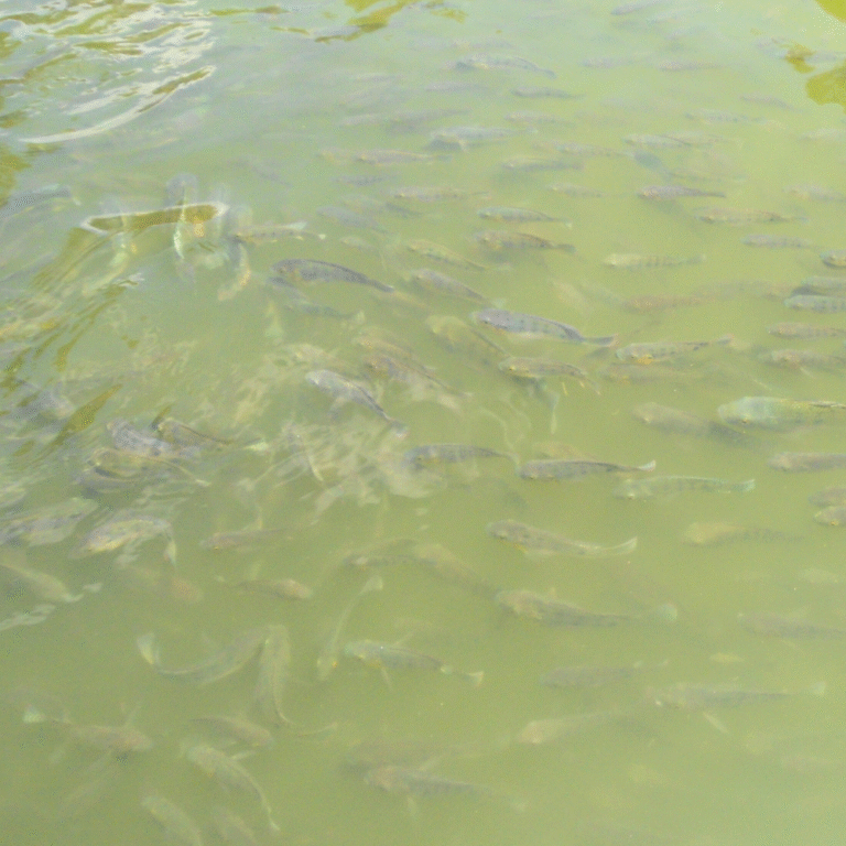 Kuttam Pokuna ancient twin ponds in Polonnaruwa Sri Lanka