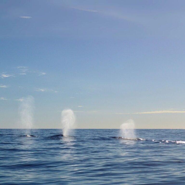 Blue whale surfacing near Mirissa coast