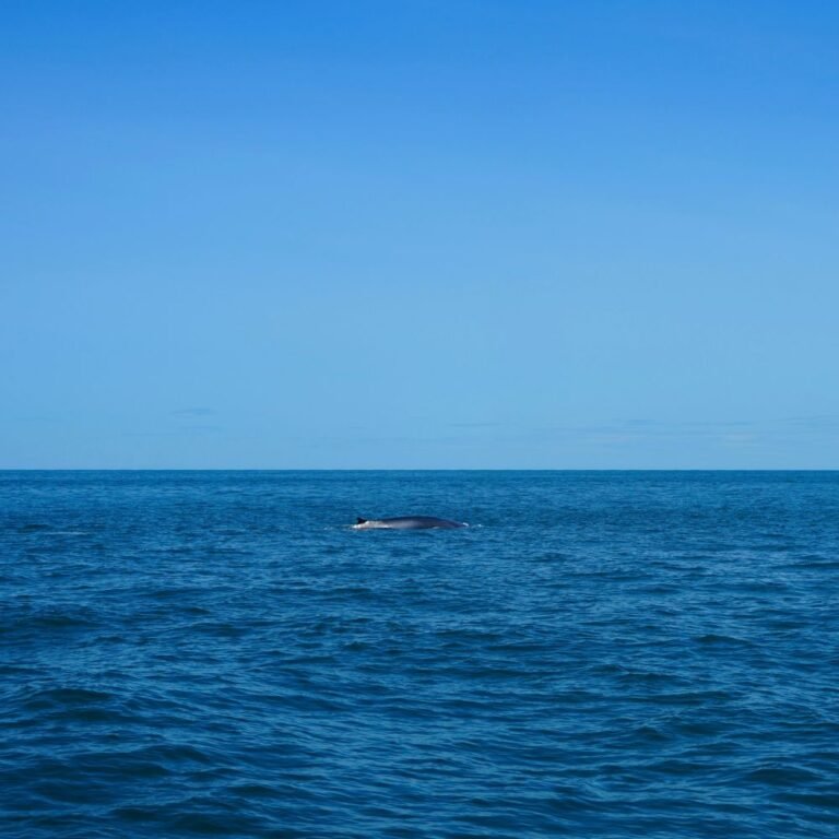 Whale watching boat tour leaving Mirissa harbor