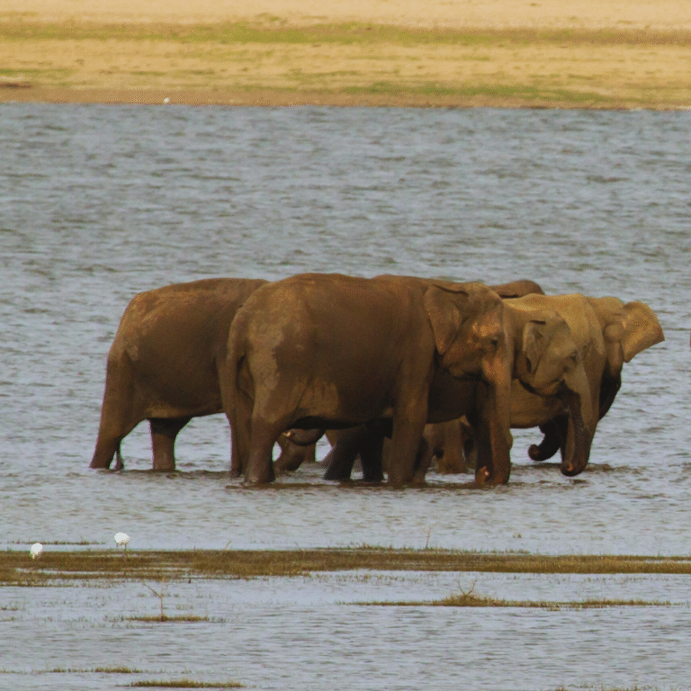 Safari jeep tour in Kalawawa National Park