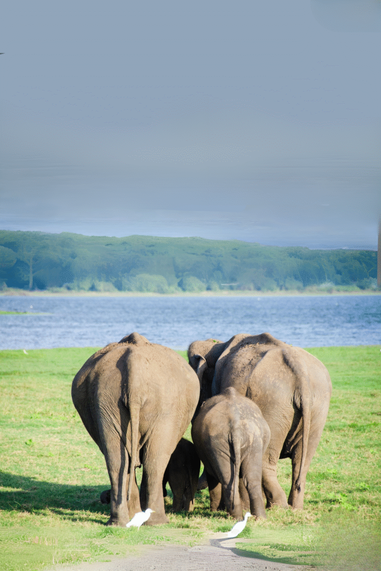 Lake and wetland ecosystem in Kalawawa National Park