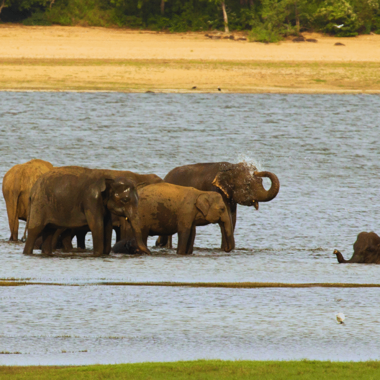 Wildlife habitat inside Kalawawa National Park