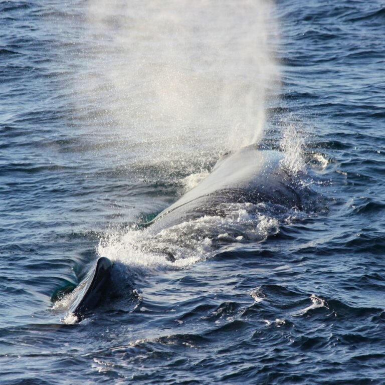 Travelers spotting whales during morning tour in Mirissa