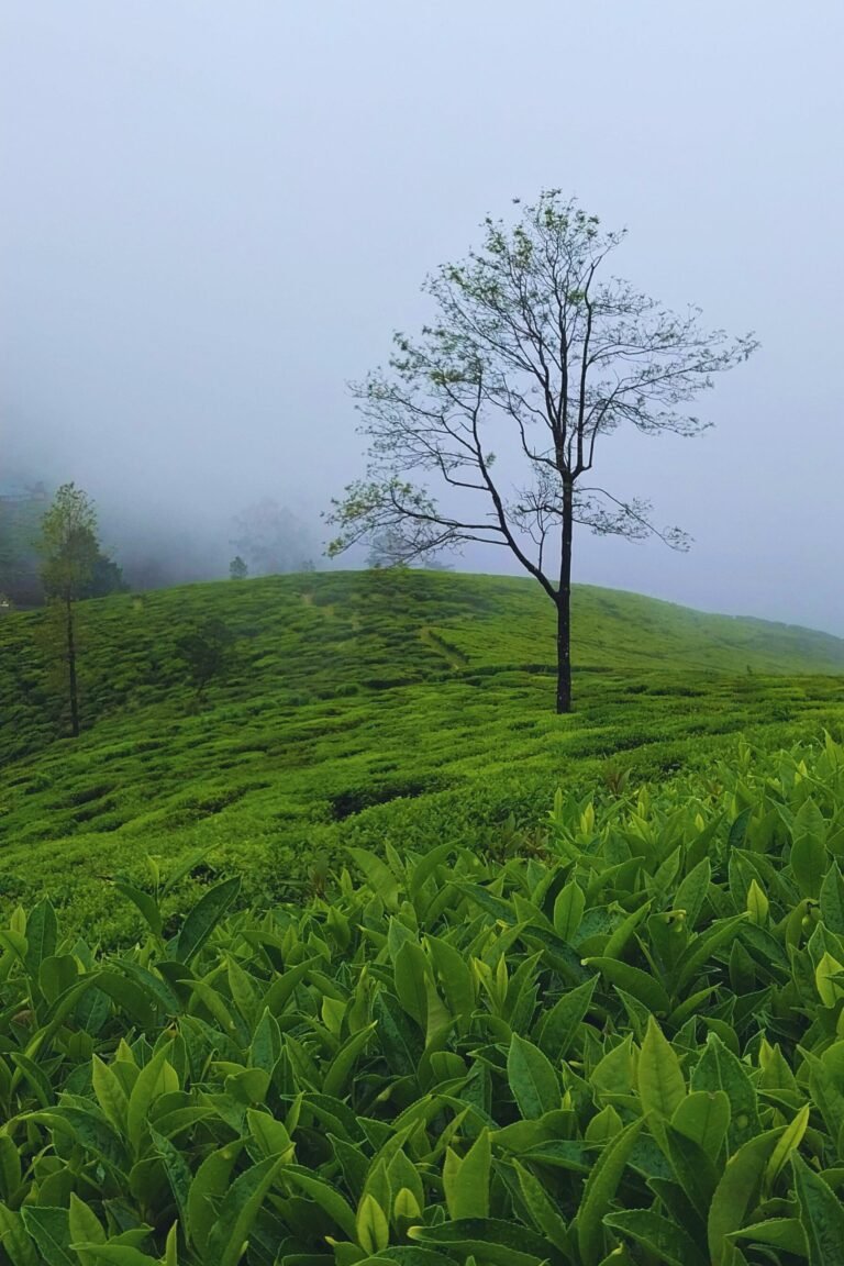Lush green hills and tea estates around Single Tree Hill