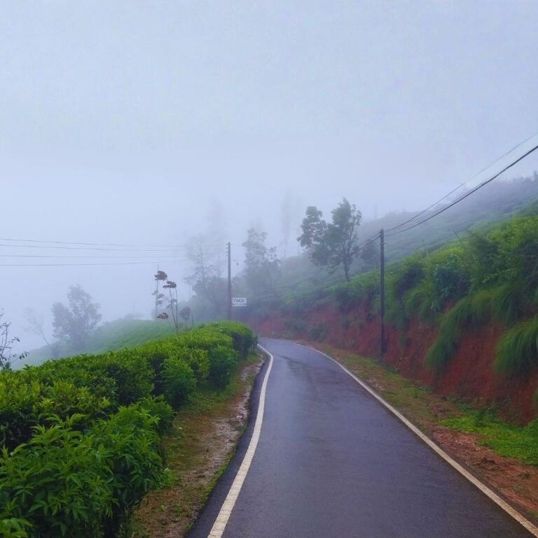 Hiking trail leading to the summit of Single Tree Hill