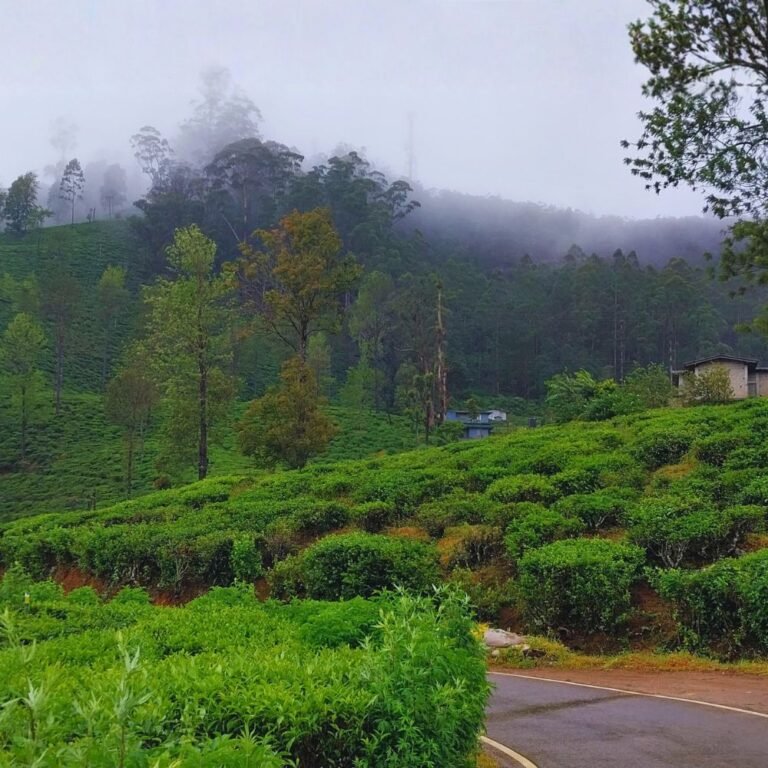 Single Tree Hill overlooking Gregory Lake in Nuwara Eliya