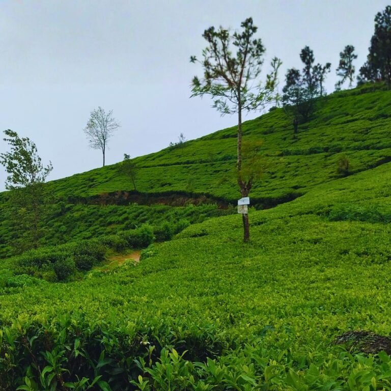 Breathtaking mountain view from Single Tree Hill top