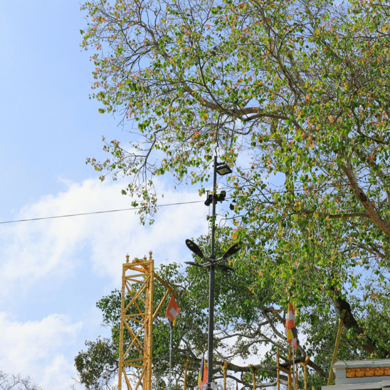Sacred Sri Maha Bodhiya in Anuradhapura Sri Lanka