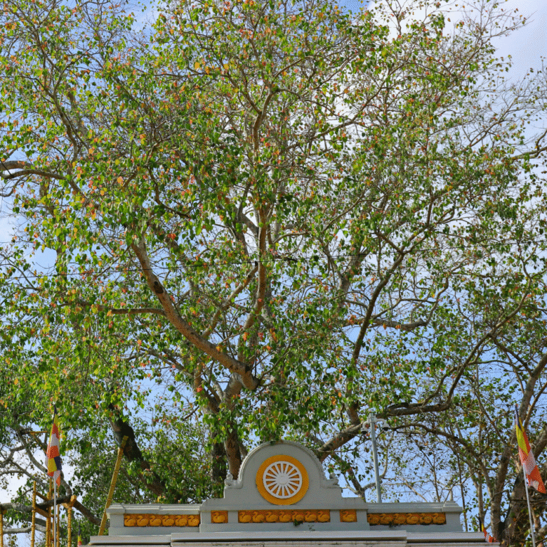 Ancient Buddhist site Sri Maha Bodhiya Anuradhapura