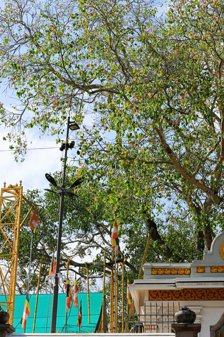 Oldest recorded sacred Bodhi tree Sri Lanka