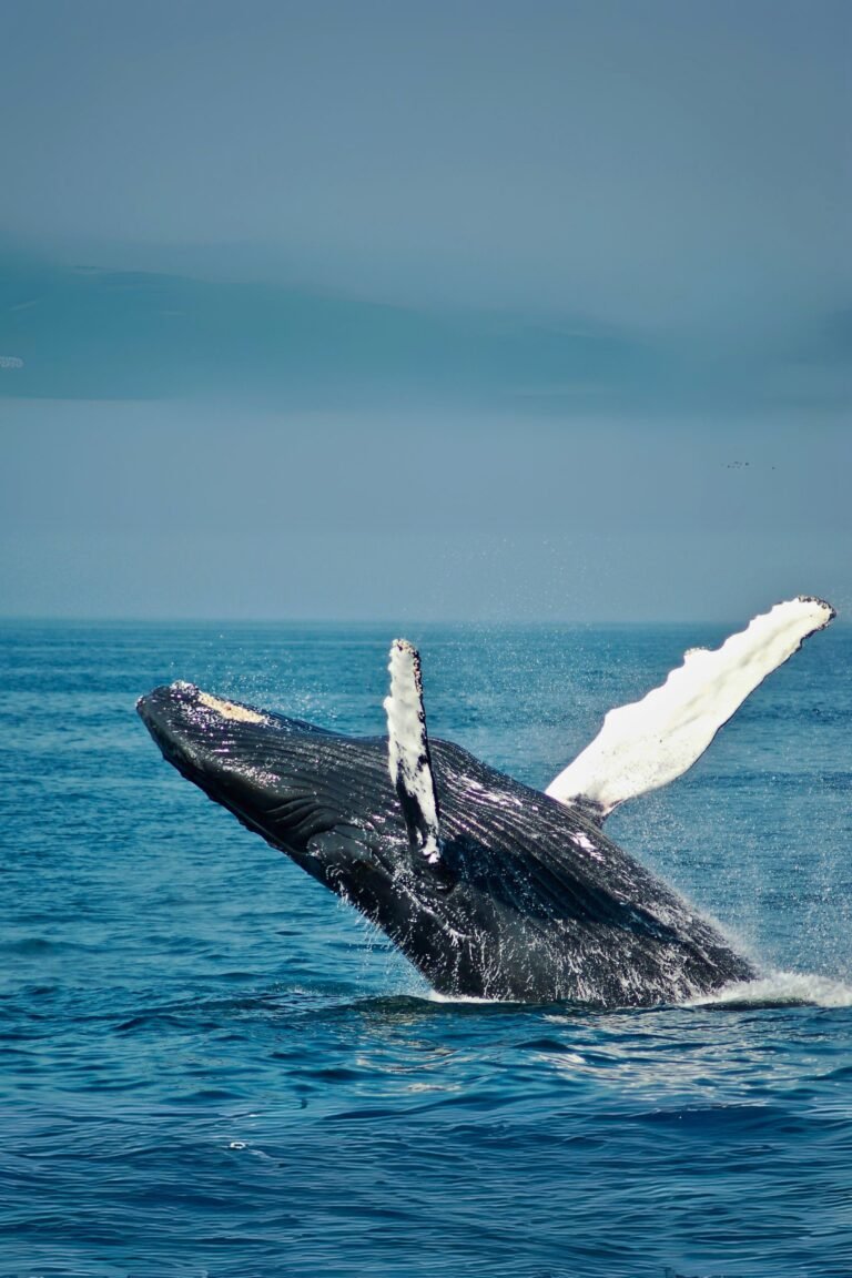 Ocean safari experience in Mirissa Sri Lanka
