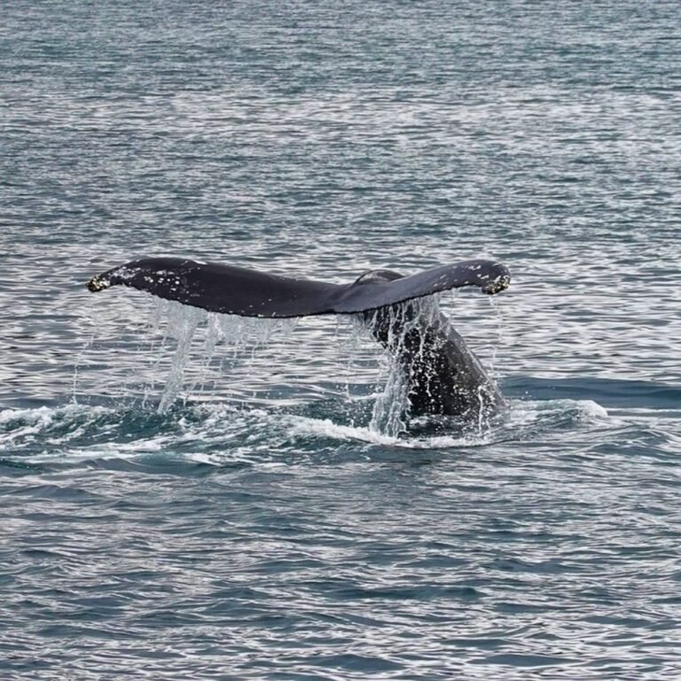Whale tail emerging from the Indian Ocean near Mirissa
