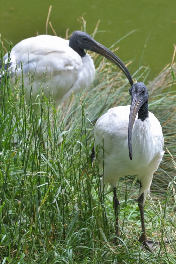 Black headed ibis standing in Sri Lanka wetland