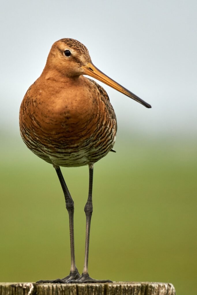 Black Tailed Godwit bird in Sri Lanka wetlands