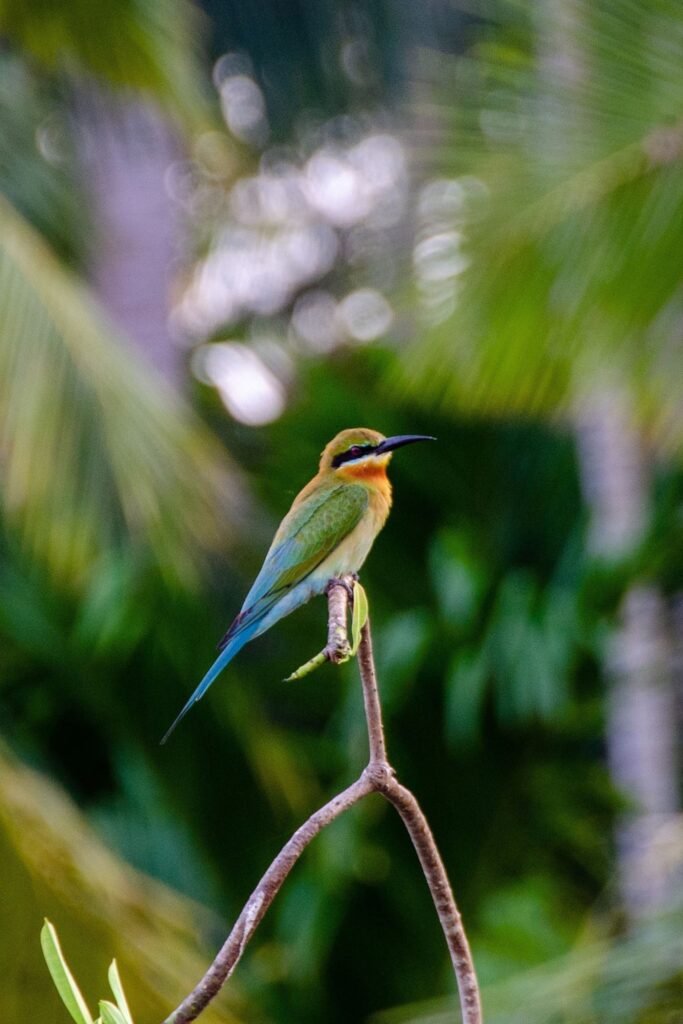 Blue-tailed bee-eater perched on a branch in Sri Lanka