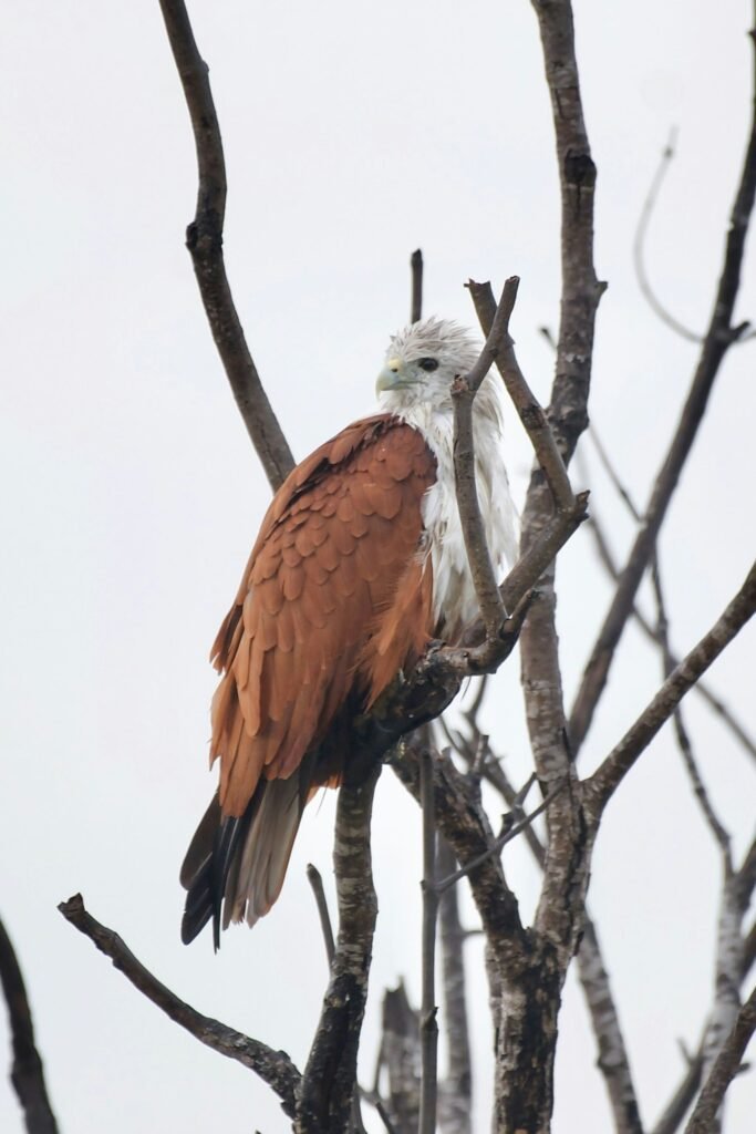 Brahminy kite perched on tree branch in Sri Lanka