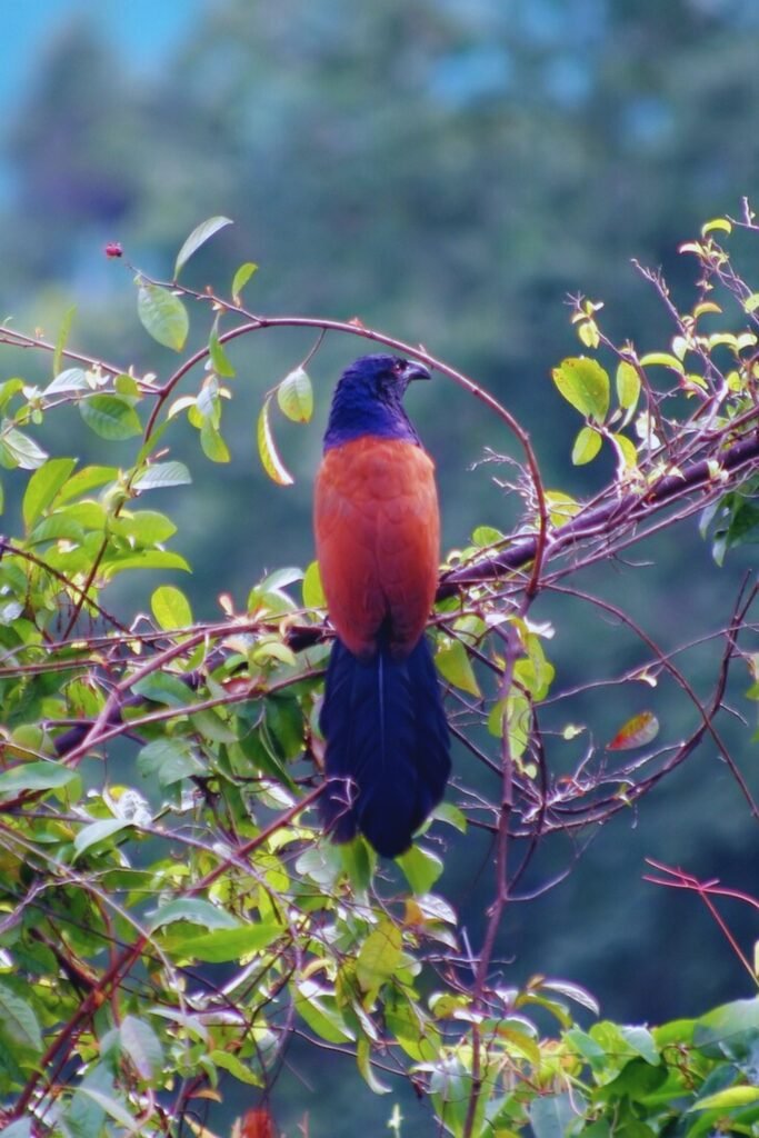 Greater Coucal perched on a tree branch in Sri Lanka