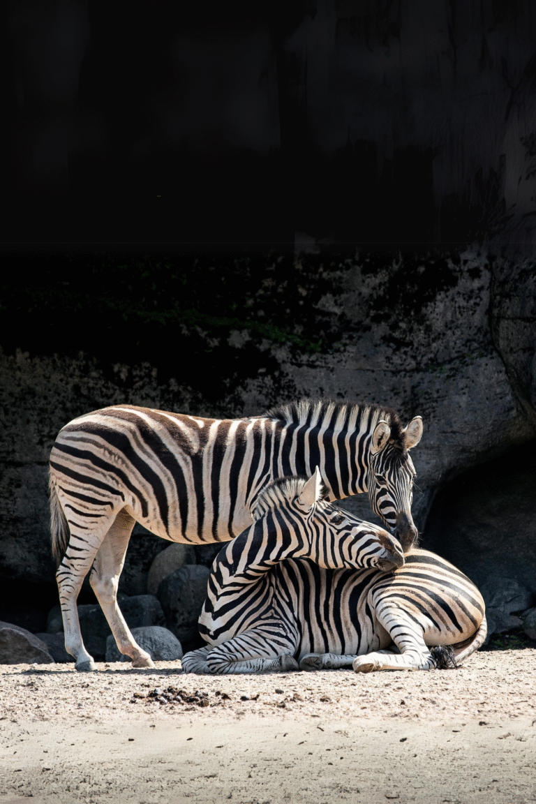 Dehiwala Zoo animal enclosure Sri Lanka