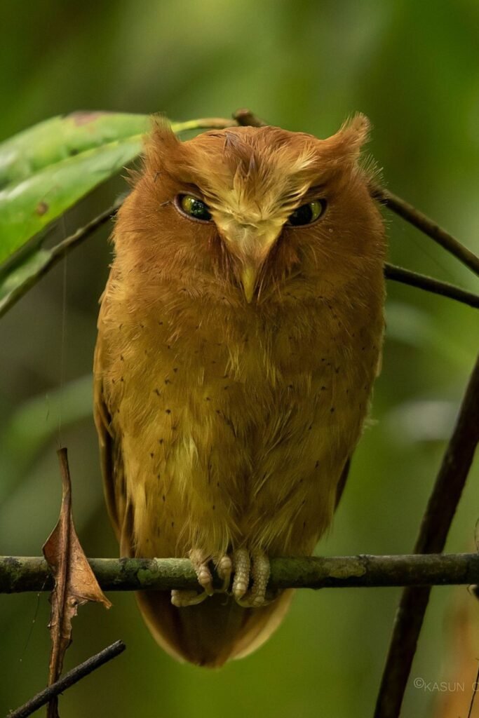 Close-up of Serendib Scops Owl with bright eyes in natural habitat