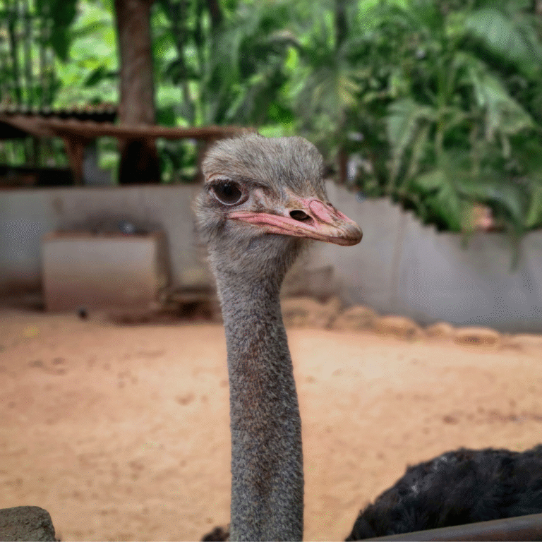 Dehiwala Zoo famous tourist attraction Sri Lanka