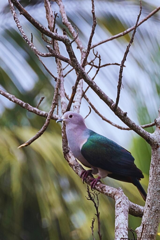 Green Imperial Pigeon perched on a tree branch in Sri Lanka