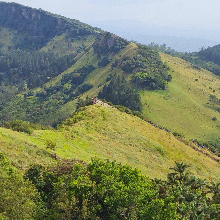 Hiking trails at Hanthana surrounded by lush greenery