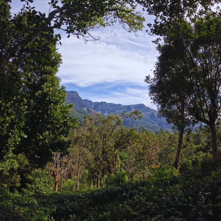 Panoramic view of Hawagala lush green hills in Sri Lanka