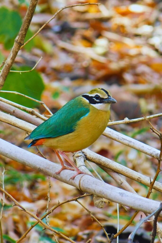 Rare sighting of Indian Pitta in Sri Lanka
