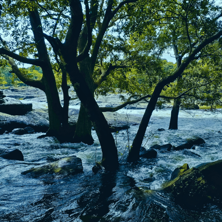 Nachchaduwa Wewa reservoir with lush greenery around