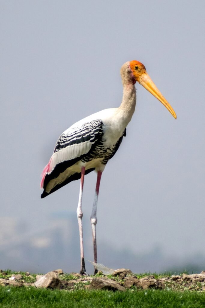Painted stork in natural habitat Sri Lanka wildlife