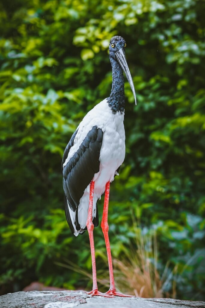Black Necked Stork in Sri Lankan wetlands