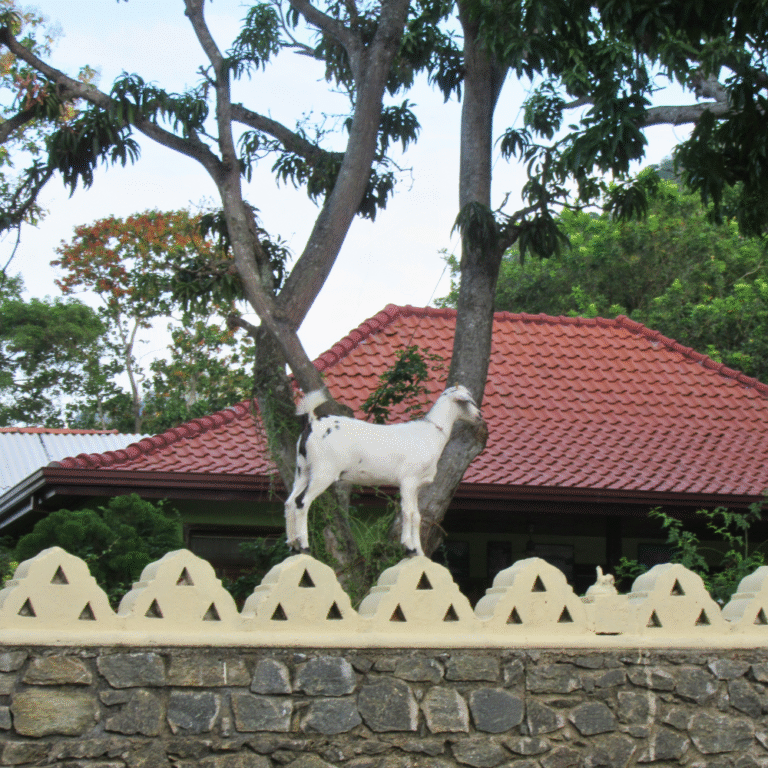 Panoramic view of Sankapala Raja Maha Viharaya