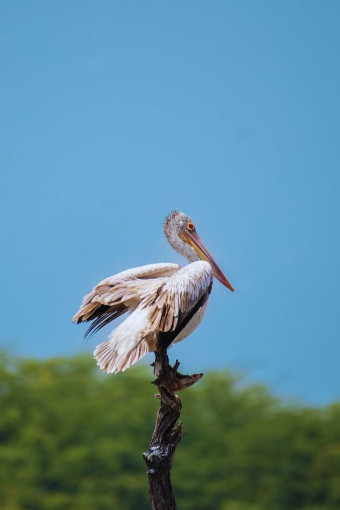 Spot-billed pelican resting by the lake in Sri Lanka