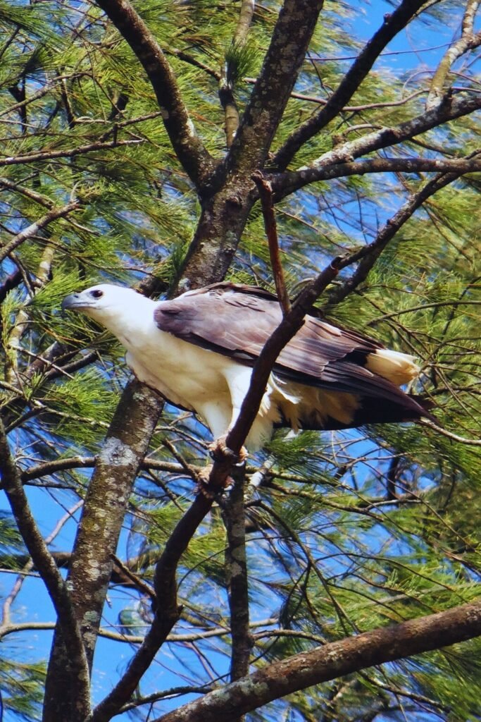 White-Bellied Sea Eagle perched on a coastal tree in Sri Lanka